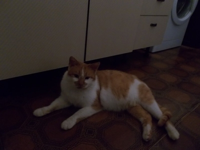 Внимание, любители рыжих котов!!!, фото 3