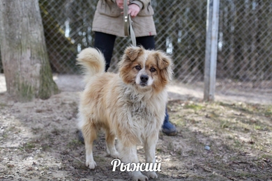Рыжманчик ждёт Вас!