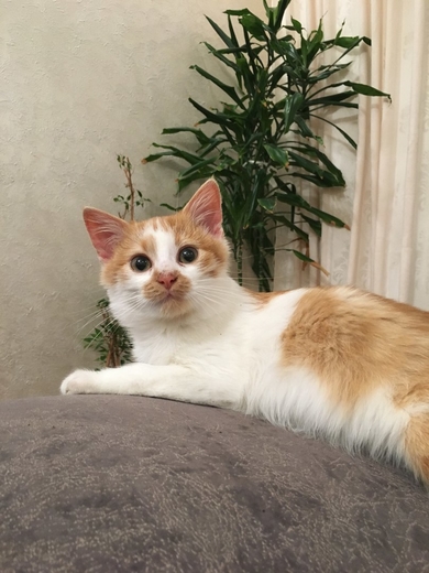 Рыжее солнышко котенок в дар