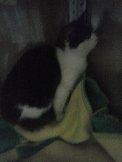 Котёнок в добрые руки!