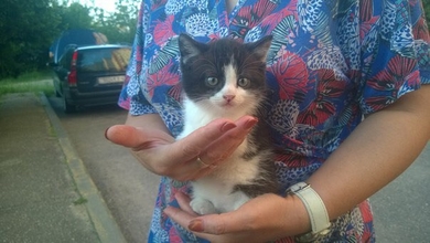 Котята в дар