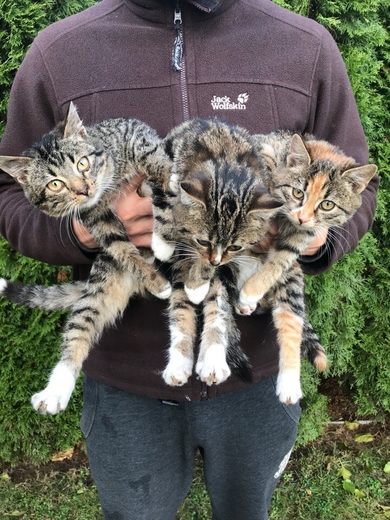 Котята в добрые руки!