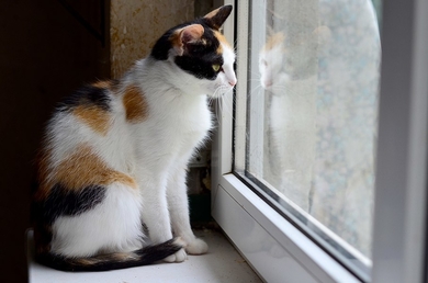 Само спокойствие Линда ищет дом!, фото 4