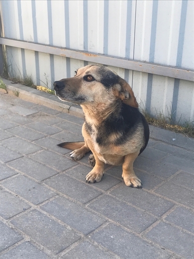 ТУЗИК ИЩЕТ ДОМ !