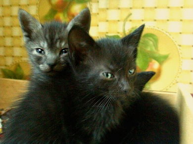 Отдам даром котят, фото 2