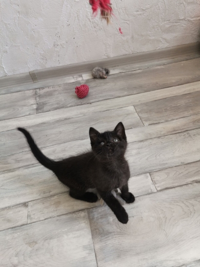 Котенок ищет дом!