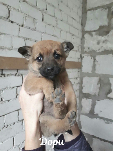 Детки САХА ищут дом!!!