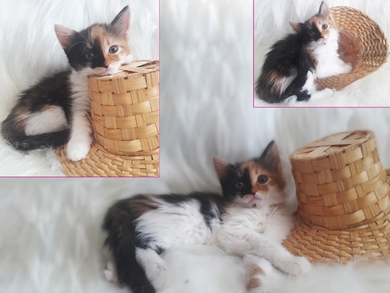 Очаровашки 2 месяца  и мамочка кошка., фото 2