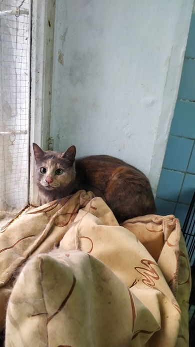 Кошке некуда идти уже завтра. Срочно нужен дом, фото 3