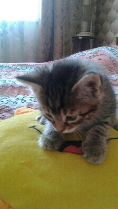 Отдам в ответственные руки котёнка.