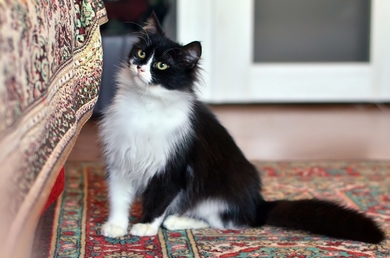 Ищет дом и хороших хозяев замечательный котейка Максик., фото 2