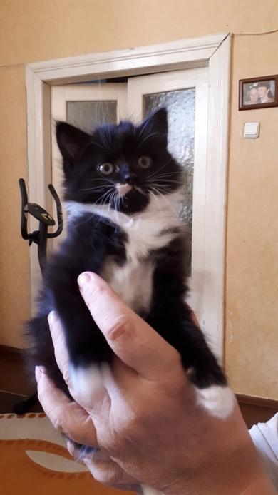 Очень красивые котята в дар, фото 2