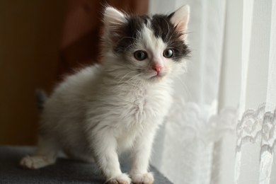 Маленькие, смешные, озорные котята ищут дом., фото 2