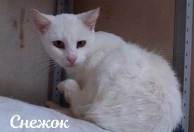 Снежок очень хочет быть любимым!
