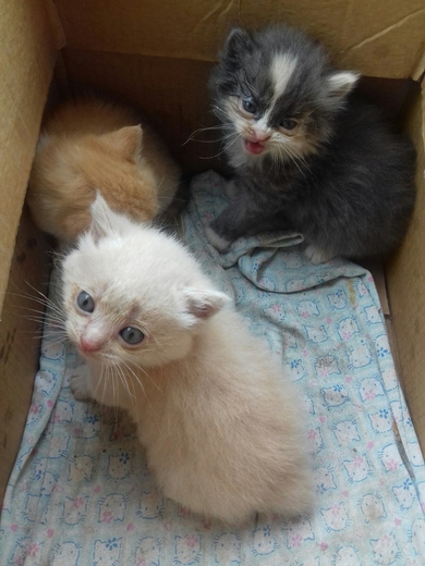 Котята в дар