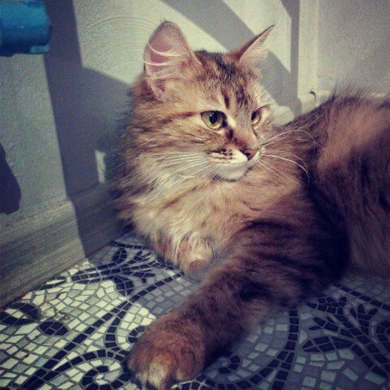 Ищет дом красавица кошка Ассоль!!!