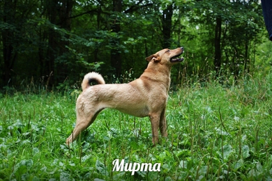 Чудо по имени Мирта ищет дом и заботливого хозяина!!!, фото 2