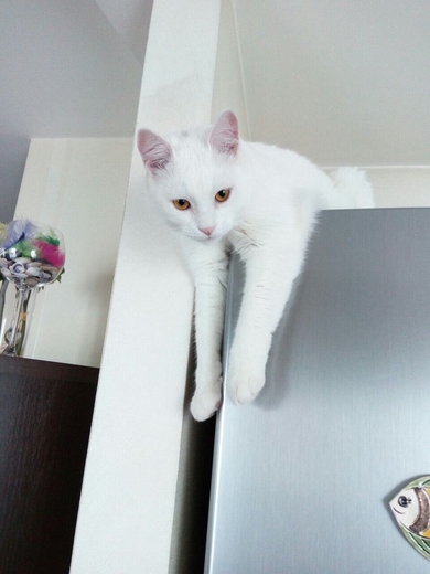 Невероятный белый кот Томас ищет дом!, фото 2