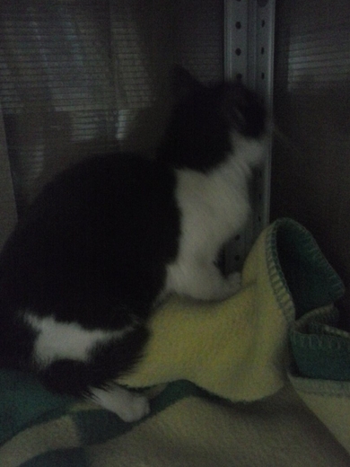 Котёнок в добрые руки!, фото 2