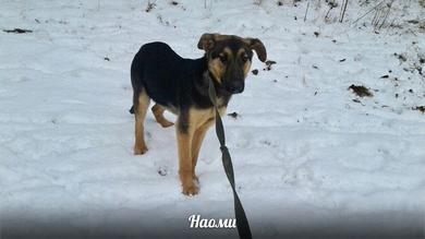 Наоми ищет дом и любящую семью!