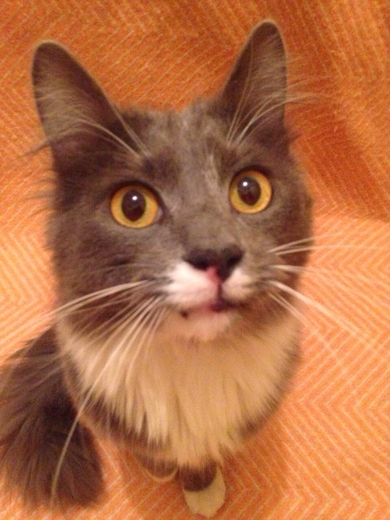 Шикарный котик в дар.