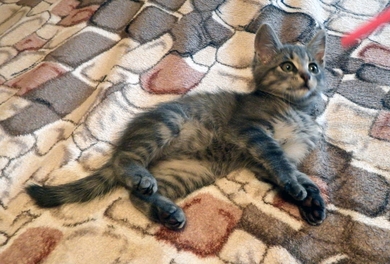 Ласковый которебенок, девочка, 1,5 месяца ищет маму и папу. , фото 3