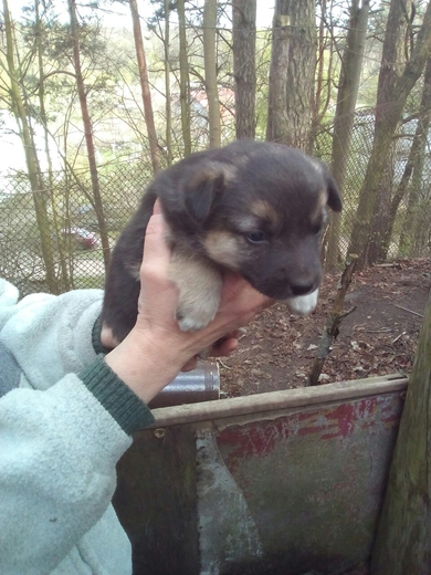 Малыши  ищут ДОМ!, фото 3