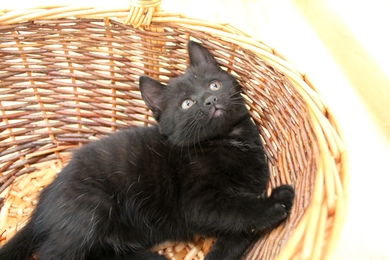 Ласковый котёнок в хорошие руки.