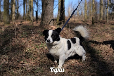 Плюш Куки ищет дом и любящую семью!!!