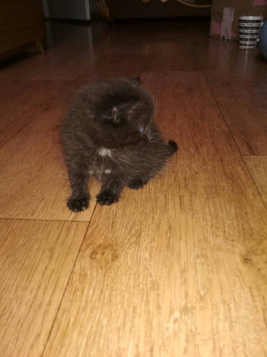 Маленький котенок ищет дом. , фото 4