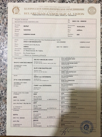 По причине отъезда хозяина за границу отдается кобель немецкого курцхаара., фото 2