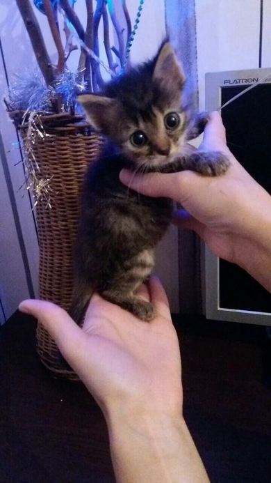 Трое котят ищут своих хозяев., фото 2