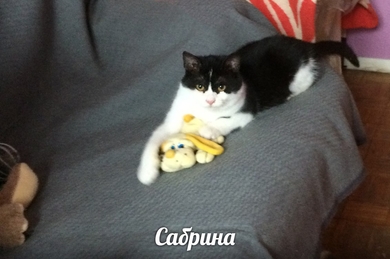 Красавица Сабрина ищет ДОМ!