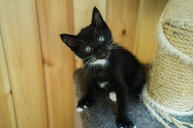 Ищут самых лучших мам и пап три чудесных котомальчика и котодевочка., фото 3