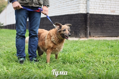 Очаровательная Тума ищет свой дом!, фото 3