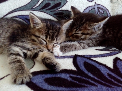 Котята в добрые руки!