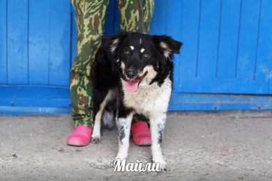 Очаровательная Майли ждёт своего хозяина!