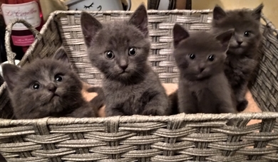 Красивые котята, фото 3