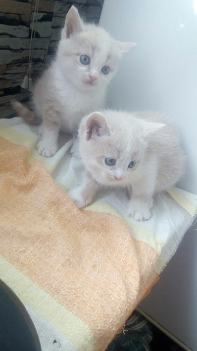 Красивый котёнок ищет дом!!!