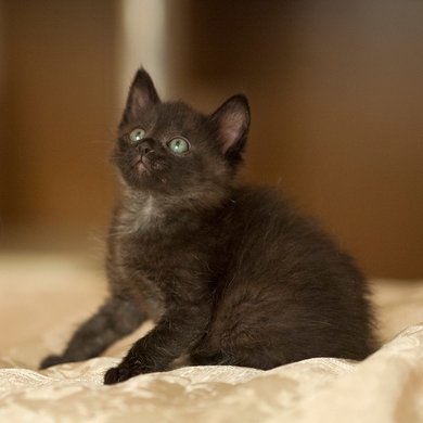 Котёнок чёрный, мальчик, 1 месяц.
