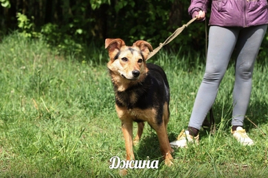 Попрыгушка Джина ждёт своего хозяина!, фото 2