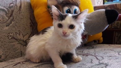 Замечательные котята в добрые ручки, фото 3