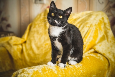 Симпатичный котёнок ищет дом!, фото 2