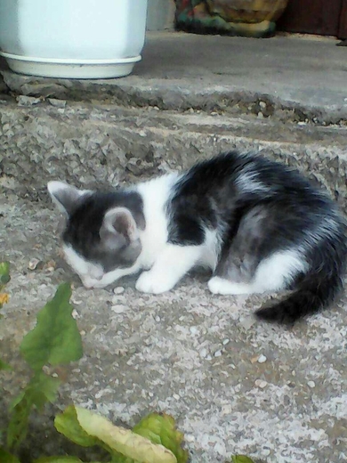 Красивые котята в добрые руки, фото 3