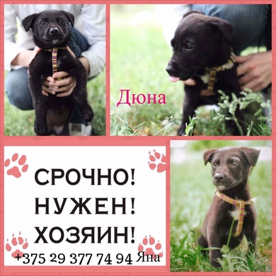 Щенок