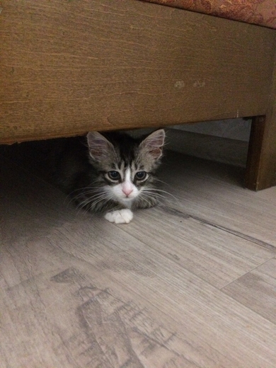 Котенок в дар