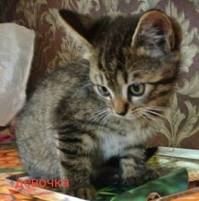 Отдаются в заботливые руки пятеро котят., фото 2