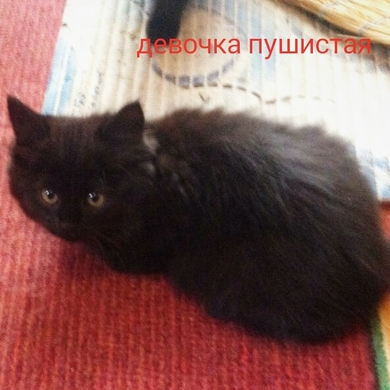 Отдаются в заботливые руки пятеро котят., фото 4