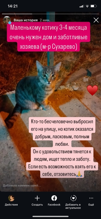 Найден котик 3-4 месяца, домашний ухоженный. Уже пару дней живёт возле подъезда по ул. Панченко, тянется к людям, ручной.