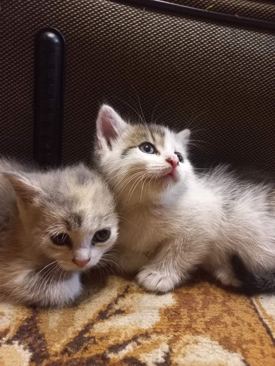 Котята ищут добрые руки , фото 4
